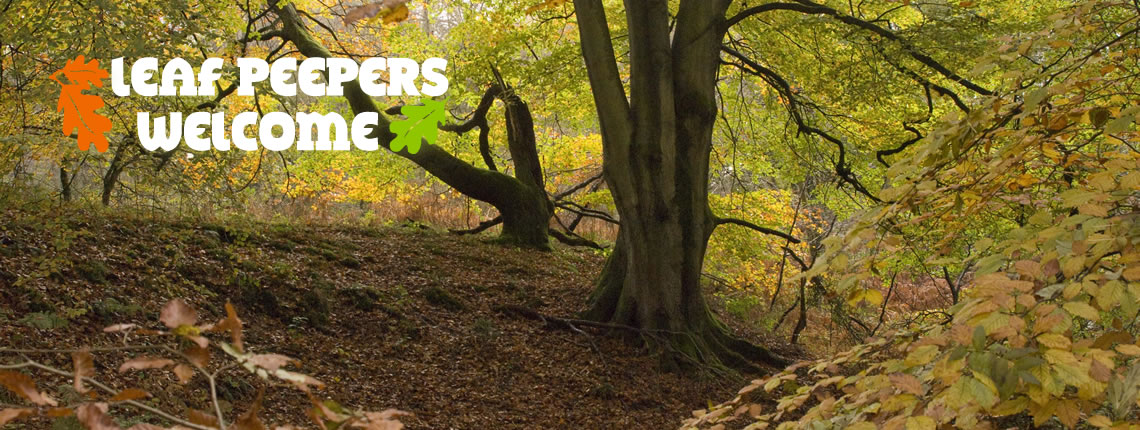 Leaf Peepers Cottages - the prime location to discover leaf peeping within the Wye Valley and the Forest of Dean