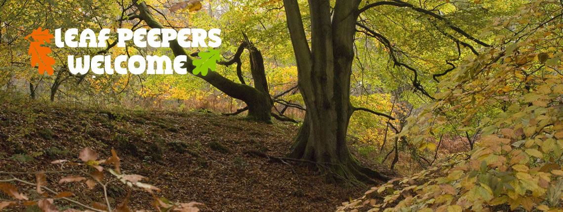 Leaf Peepers Cottages - the prime location to discover leaf peeping within the Wye Valley and the Forest of Dean