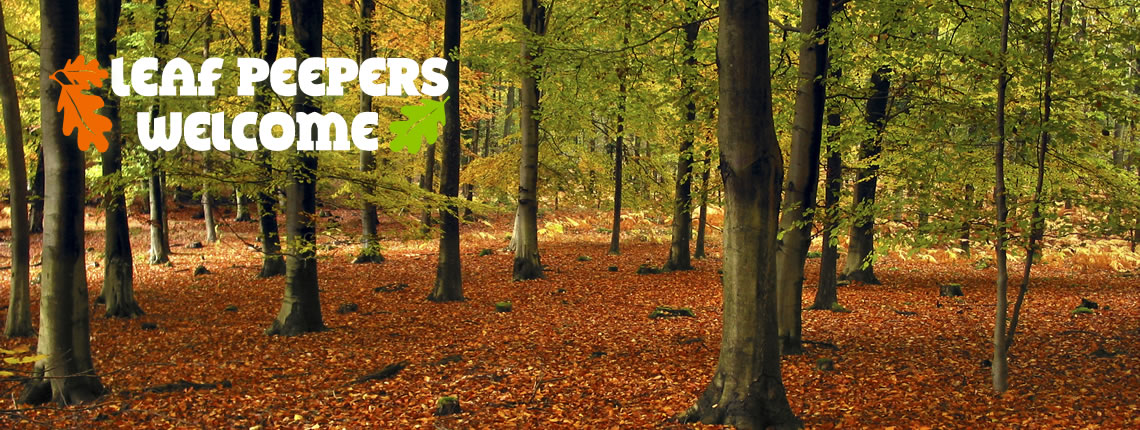 Leaf Peepers Cottages - the prime location to discover leaf peeping within the Wye Valley and the Forest of Dean