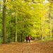 Leaf Peepers Trail leading our from Leaf Peppers Cottages - the prime location to discover leaf peeping within the Wye Valley and the Forest of Dean