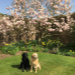 Dogs next to the flowering magnolia in the gardens beside Harewood set in the beautiful Wharton Lodge gardens
